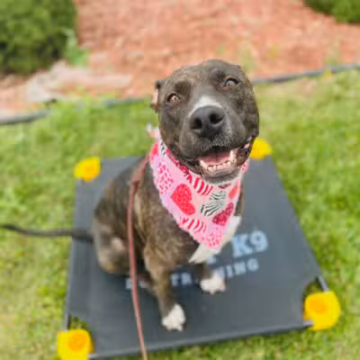 Tip Top K9 Bloomfield Hills Dog Training - Bloomfield Township,