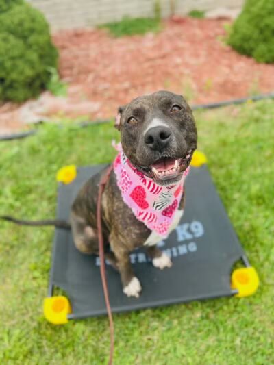 Tip Top K9 Bloomfield Hills Dog Training - Bloomfield Township,