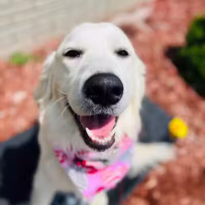 Tip Top K9 Bloomfield Hills Dog Training - Bloomfield Township,