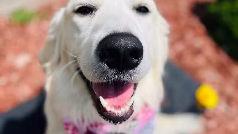 Tip Top K9 Bloomfield Hills Dog Training - Bloomfield Township,
