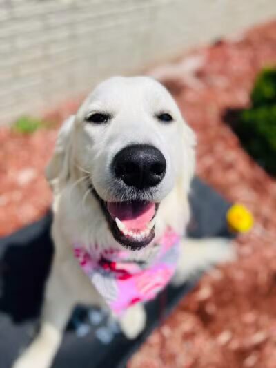 Tip Top K9 Bloomfield Hills Dog Training - Bloomfield Township,