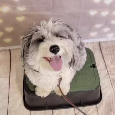 Tip Top K9 Bloomfield Hills Dog Training - Bloomfield Township,