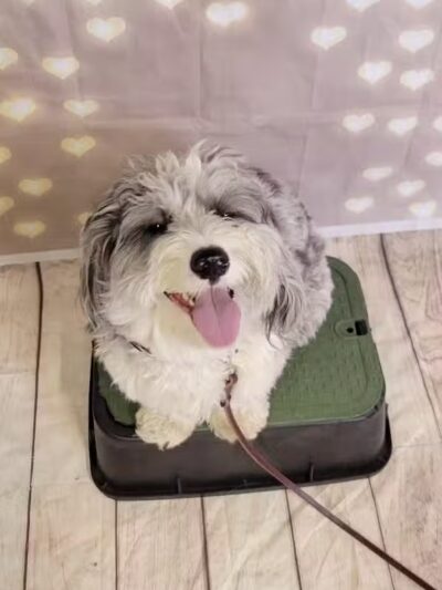 Tip Top K9 Bloomfield Hills Dog Training - Bloomfield Township,