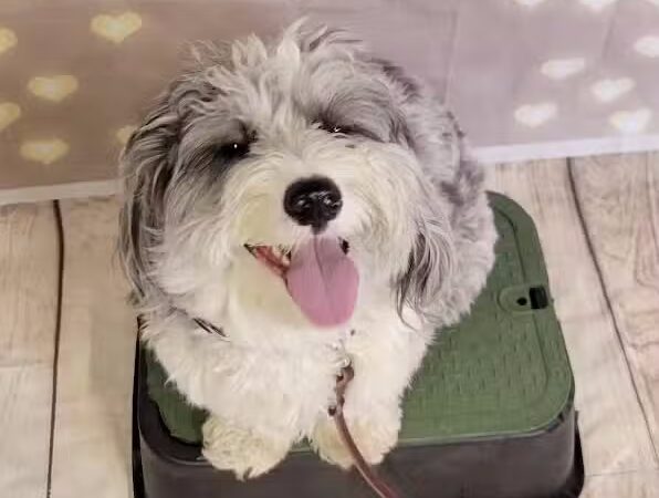 Tip Top K9 Bloomfield Hills Dog Training - Bloomfield Township,
