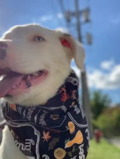 Tip Top K9 Bloomfield Hills Dog Training - Bloomfield Township,