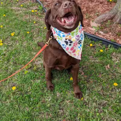 Tip Top K9 Bloomfield Hills Dog Training - Bloomfield Township,