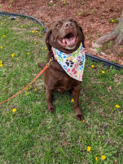 Tip Top K9 Bloomfield Hills Dog Training - Bloomfield Township,