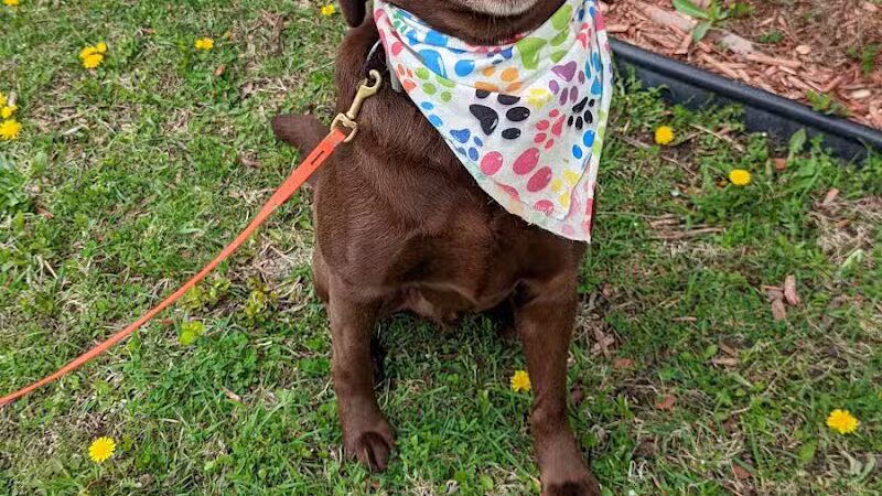 Tip Top K9 Bloomfield Hills Dog Training - Bloomfield Township,