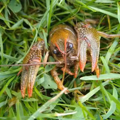 Shady Brook Park - Bloomingdale,