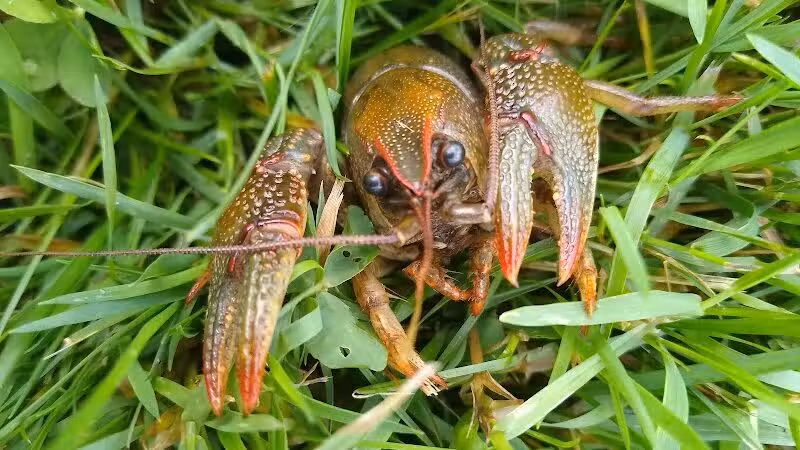 Shady Brook Park - Bloomingdale,