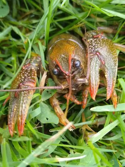 Shady Brook Park - Bloomingdale,