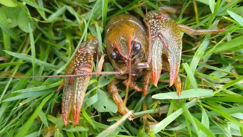 Shady Brook Park - Bloomingdale,