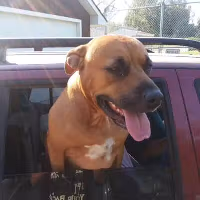 Shady Brook Park - Bloomingdale,