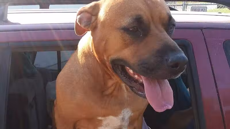 Shady Brook Park - Bloomingdale,