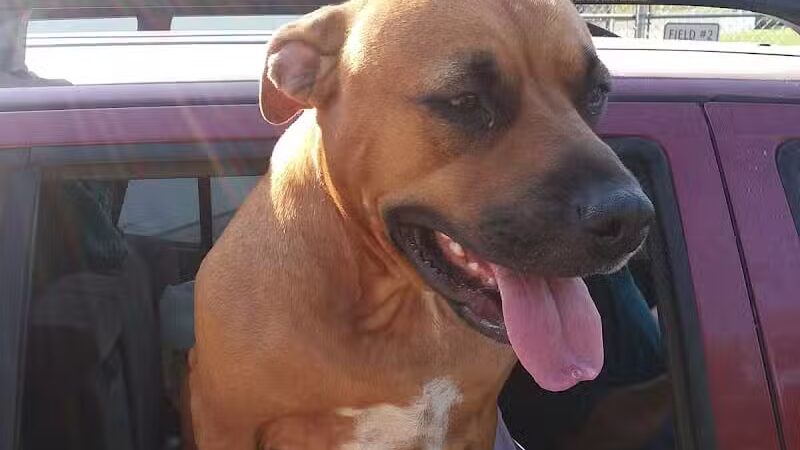 Shady Brook Park - Bloomingdale,