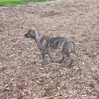 Bloomington Off-leash Dog Park - Bloomington, MN