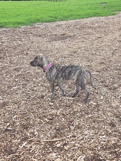 Bloomington Off-leash Dog Park - Bloomington, MN