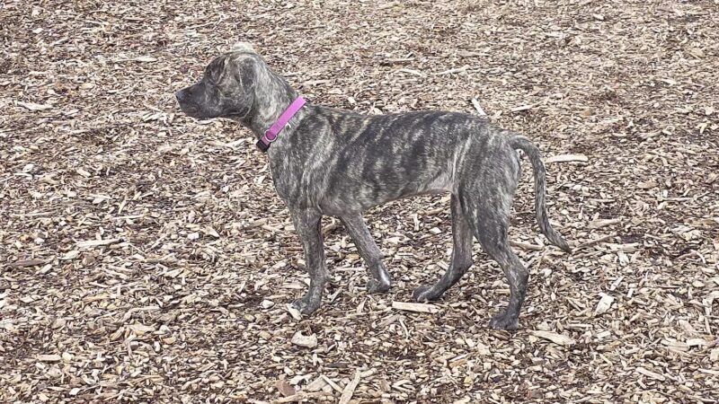 Bloomington Off-leash Dog Park - Bloomington, MN