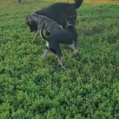 Bloomington Off-leash Dog Park - Bloomington, MN