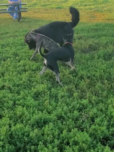 Bloomington Off-leash Dog Park - Bloomington, MN