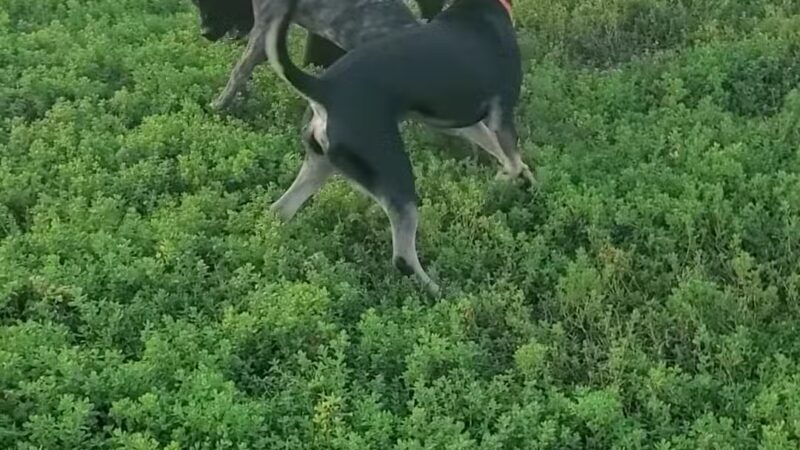 Bloomington Off-leash Dog Park - Bloomington, MN