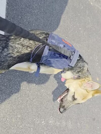 Bloomington Off-leash Dog Park - Bloomington, MN