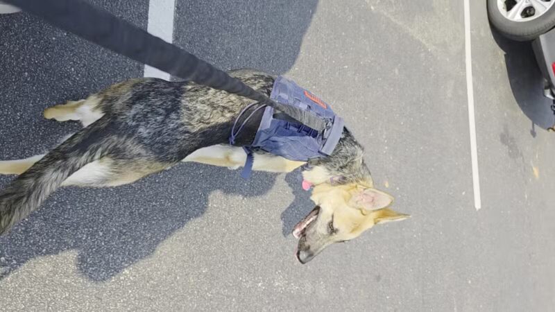 Bloomington Off-leash Dog Park - Bloomington, MN