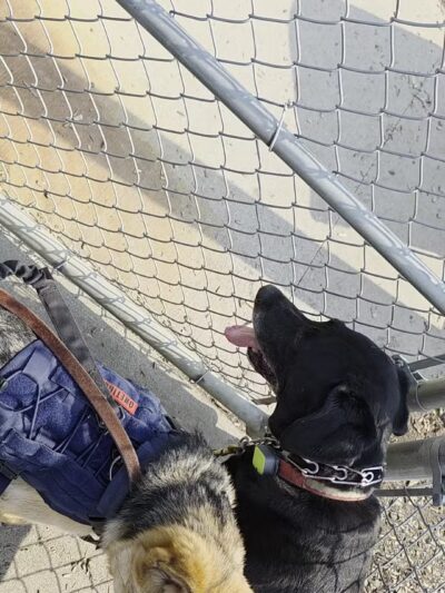 Bloomington Off-leash Dog Park - Bloomington, MN