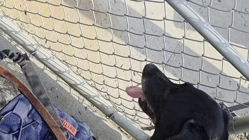 Bloomington Off-leash Dog Park - Bloomington, MN