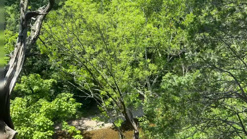 Cedar Bluffs Nature Preserve - Bloomington, IN