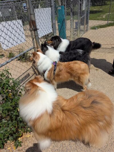 Ferguson Dog Park - Bloomington, IN