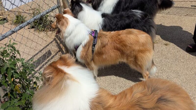 Ferguson Dog Park - Bloomington, IN