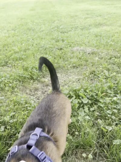 Ferguson Dog Park - Bloomington, IN