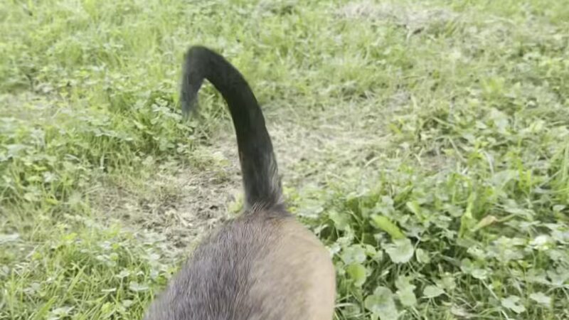 Ferguson Dog Park - Bloomington, IN