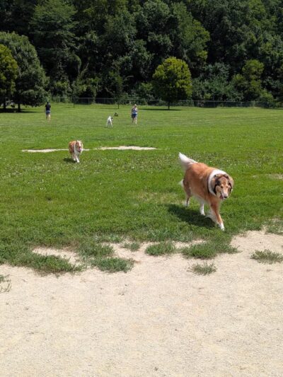 Ferguson Dog Park - Bloomington, IN