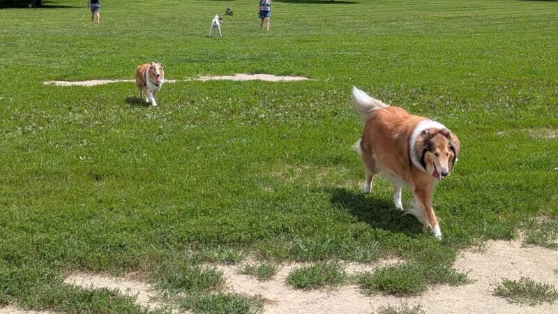 Ferguson Dog Park - Bloomington, IN