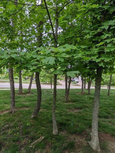 Cathcart Park - Bloomington, IN