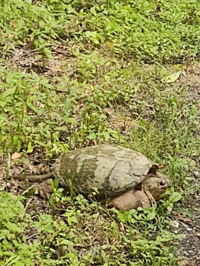 B-Line Trail - Bloomington, IN