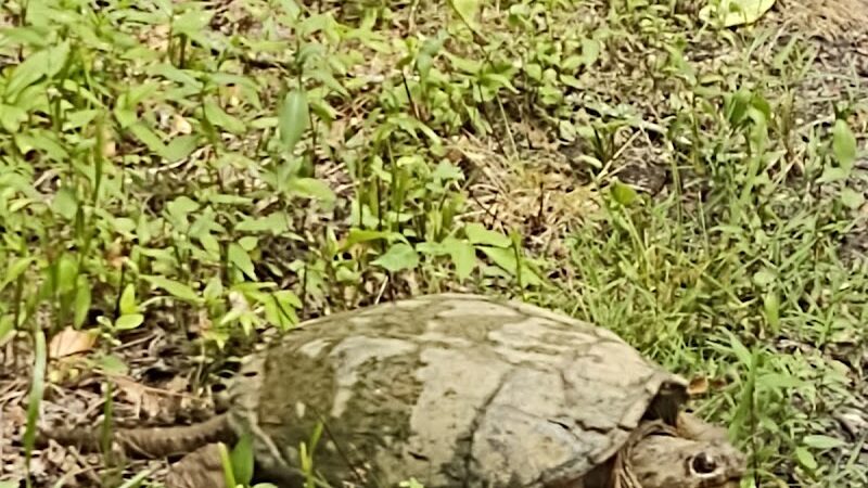 B-Line Trail - Bloomington, IN