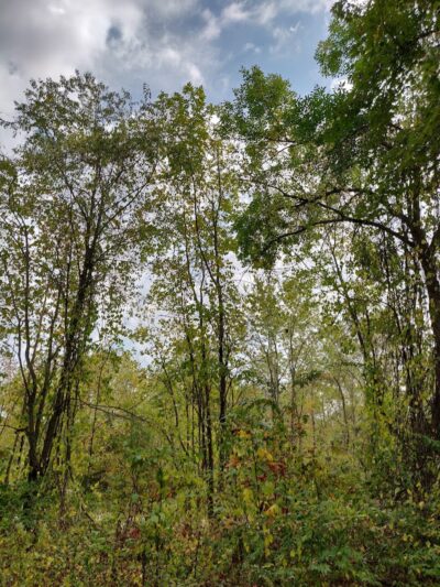 B-Line Trail - Bloomington, IN