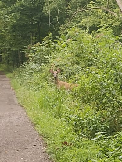 B-Line Trail - Bloomington, IN