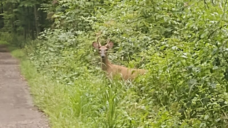 B-Line Trail - Bloomington, IN