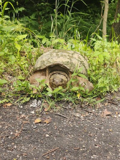 B-Line Trail - Bloomington, IN