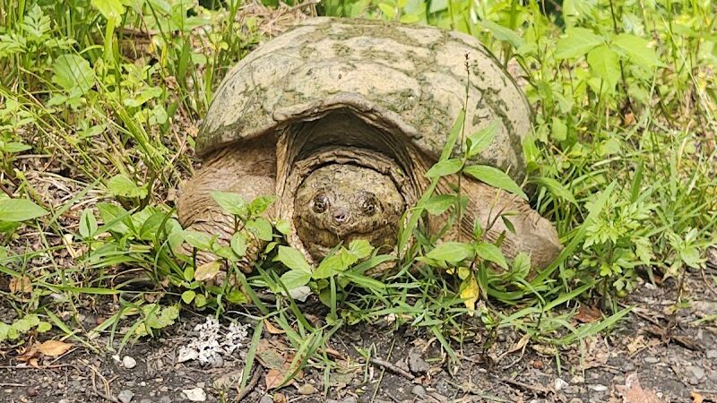 B-Line Trail - Bloomington, IN