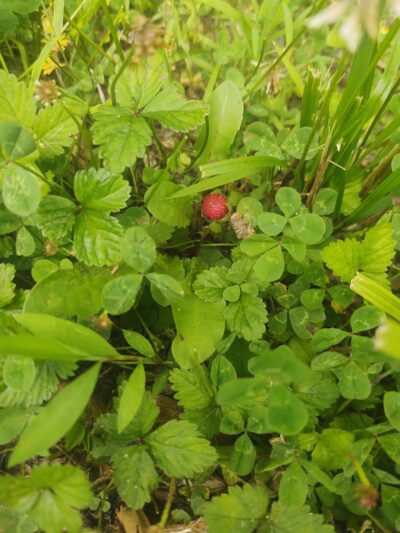 B-Line Trail - Bloomington, IN