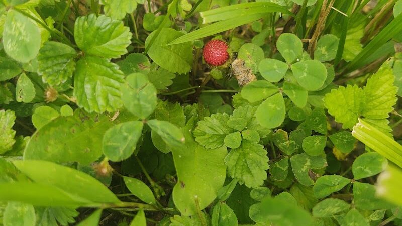 B-Line Trail - Bloomington, IN