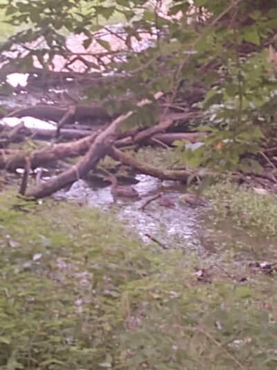 B-Line Trail - Bloomington, IN