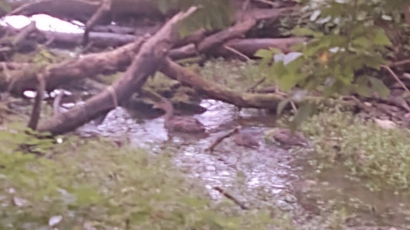 B-Line Trail - Bloomington, IN