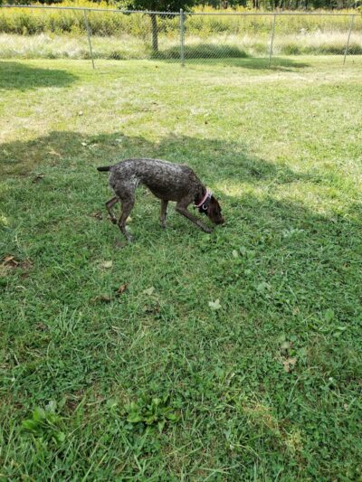 Ferguson Dog Park - Bloomington, IN