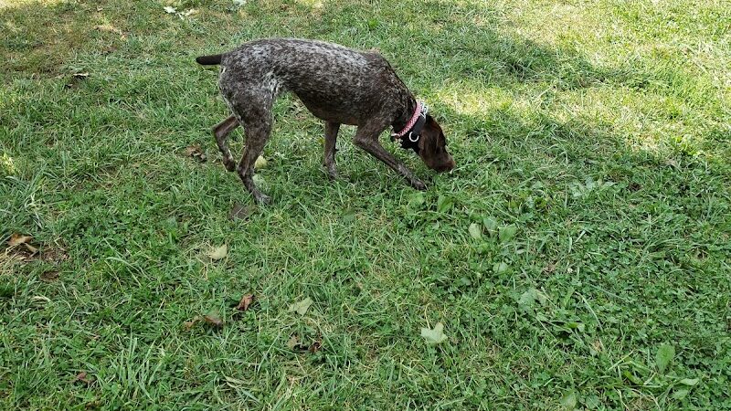 Ferguson Dog Park - Bloomington, IN